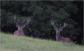 <p>JELEN LESNÍ (Cervus elaphus) Lužické hory - Studenec /Red deer - Rothirsch/</p>